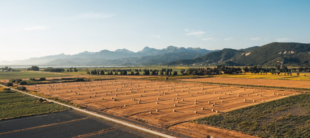 Italian land with round bales and wheat